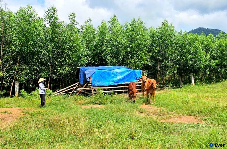 Xã Trung Khánh Vĩnh thực hiện chương trình mục tiêu quốc gia nhằm thoát nghèo cho người dân địa phương