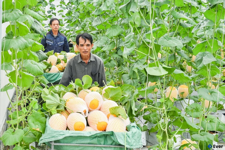 Xã Trường Tân tập trung phát triển cây dưa lưới