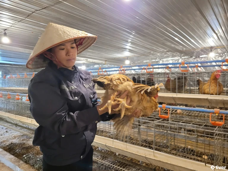 Xã Vân Sơn phấn đấu đưa gà Lục Đinh thành sản phẩm OCOP của địa phương