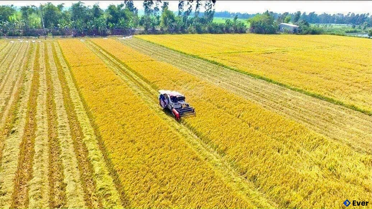 Xã Vĩnh An vẫn ưu tiên bảo vệ quỹ đất nông nghiệp nhằm duy trì thế mạnh sản xuất truyền thống