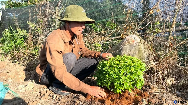 Xã Vĩnh Châu vẫn chú trọng bảo vệ quỹ đất nông nghiệp hiện có