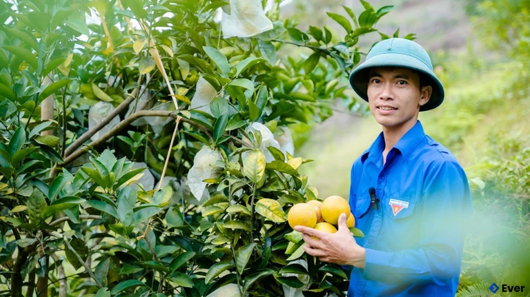 Xã Vũ Quang có hơn 140 ha cam theo quy trình VietGAP và hơn 26 ha theo quy trình hữu cơ