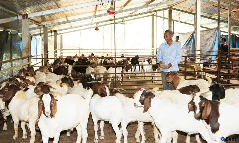 Xã Xuân Lương giữ vững mô hình nuôi dê với số lượng lớn