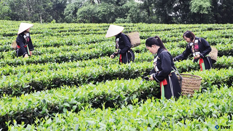 Xã Yên Thế chú trọng phát triển kinh tế vườn đồi