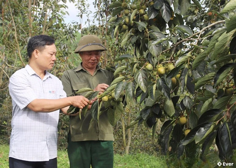 Xây dựng thương hiệu hồng ngâm tại xã Xuân Vân