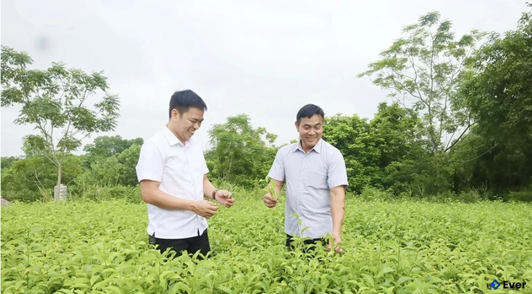 Yên Kỳ là xã có diện tích trồng chè lớn nhất trong tỉnh