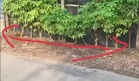 BÁN ĐẤT PHÚ MỸ – TP. THỦ DẦU MỘT, BÌNH DƯƠNG – CHỈ 2,35 TỶ (CÓ THƯƠNG LƯỢNG)