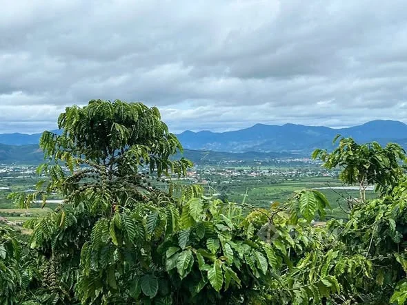 Bán lô đất view đẹp tại Đinh Văn, Lâm Hà, Lâm Đồng – 1000m² chỉ 760 triệu