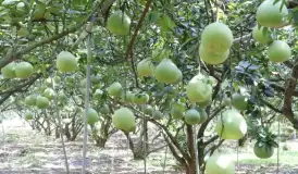 CHÍNH CHỦ CẦN BÁN MẢNH VƯỜN CÂY ĂN TRÁI LÂU NĂM DO TUỔI GIÀ KHÔNG ĐỦ SỨC CHĂM TẠI THỐNG NHẤT. Diện t