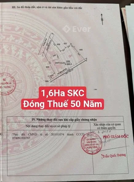 Bán - 1,6 Hecta SKC - Đóng Thếu 50 Năm Long Tân - Dầu Tiếng - BD - TPHCM - DT đất:: 16.000.m2 - C