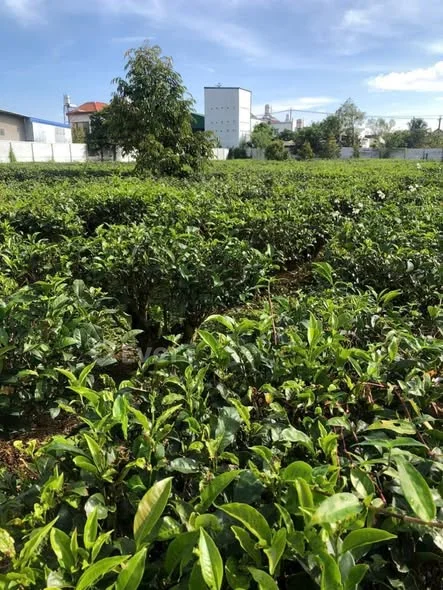 Bán Đất Đường Nhựa 135 Nguyễn Tri Phương_Phường 3 Bảo Lộc