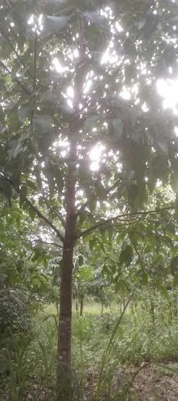 CHÍNH CHỦ CẦN BÁN GẤP ĐẤT BÀ TÁ GIA HUYNH - TÁNH LINH - TỈNH BÌNH THUẬN -Địa chỉ : Xã Gia Huynh ,