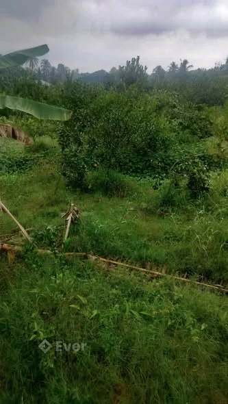 Xã Trung hiệp, tỉnh Vĩnh Long bán 10cong vườn cam có 300m thô cư, đất cao ráo, có hàng rào kiên cố,