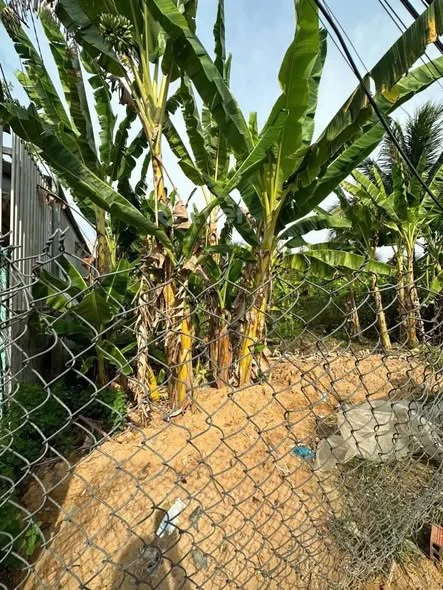 BÁN ĐẤT PHƯỜNG PHÚ KHƯƠNG, BẾN TRE _ VĨNH LONG.( Gần sân banh Phú Hưng)