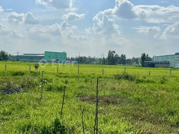 1000m2 đất trồng cây ngay tỉnh lộ 7 rẽ vào tầm 500m xã Thái Mỹ -Củ Chi _ CHỦ BÁN 990TR BỚT LỘC