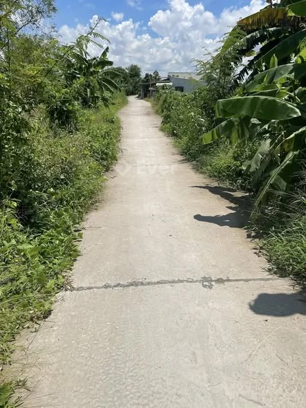 Bán 14.562 m đất đang trồng quýt hồng xen lẫn chuối thuộc ấp Long Hưng 1 xã Long hậu ( cũ) lai vung