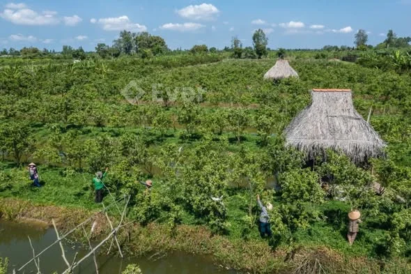 Bán 14.562 m đất đang trồng quýt hồng xen lẫn chuối thuộc ấp Long Hưng 1 xã Long hậu ( cũ) lai vung