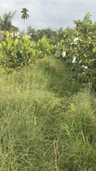 Cần bán đất thuộc ấp 4 xã Tân Hưng cái bè tiền Giang cũ. Nay là Thanh Hưng đồng tháp mới . Diện tí