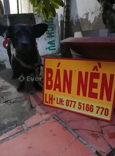 Cần bán gấp nền đôi đẹp p6 (củ ) Vi trí gần Chợ ,trường đại học ,