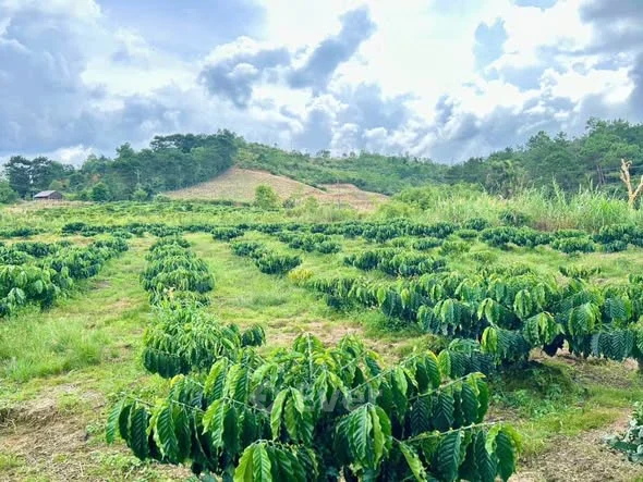 Bán nhanh 999tr2 sào 2 (2189m2) Nguyễn Thiện Thuật - Phường 3 - Bảo Lộc