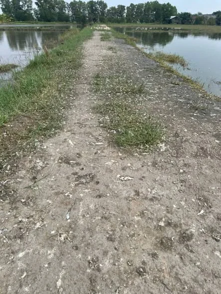 Cách Tl9 chỉ 400m cg 3 lô đất liền kề đường xe hơi chạy thoải mái