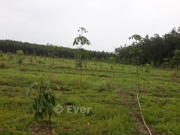 Lộc Tấn -Lộc Ninh- Bình Phước cũ giờ là Lộc Tân-Đồng Nai53.000m2 (