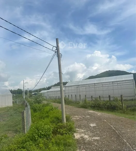 ** BÁN GẤP 3HA "ĐẤT XANH" – GẦN KHU DÂN CƯ! ** **3ha (2 sổ CLN+CHN)**