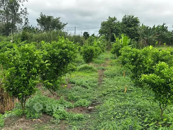 Bán 14.562 m đất đang trồng quýt hồng xen lẫn chuối thuộc ấp Long Hưng 1 xã Long hậu ( cũ)
