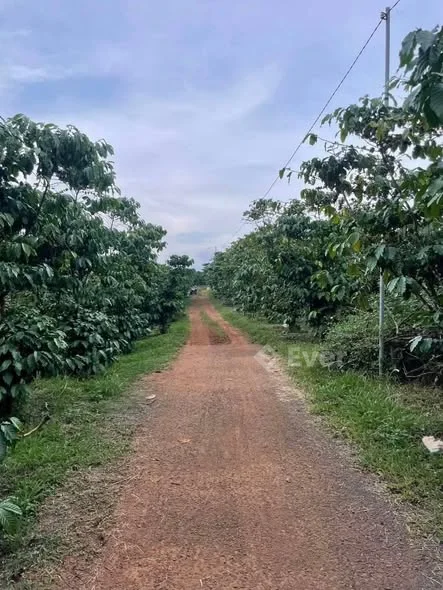 Diện tích 3,7 xào thôn 12 lộc Ngãi sổ vuông vắn , có sẵn 400m thổ cư