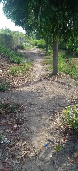 chính Chủ gửi bán 11.400m2 đất vườn đang trồng chanh khu vực ấp 2 xã lương bình bến lức Long An