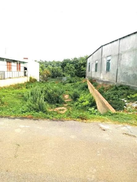 Đất trâu sữa lai Hưng bàu bàng ( nay là phường bến cát thành phố hồ chí minh )