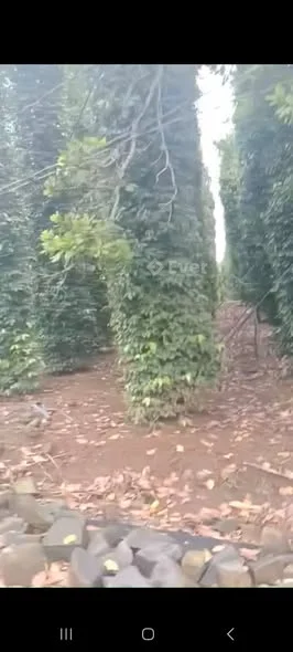 Bàu Lâm XM BRVT củ. Sổ riêng mt đường nhựa dt hơn 9s5,điều + tiêu đang thu.