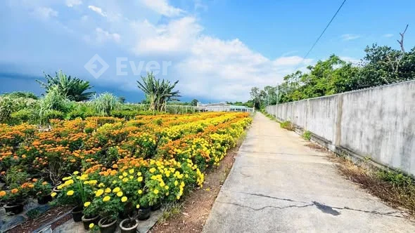 xã Đất Đỏ Phước Long Thọ - 2000m đất diện tích đẹp phủ hồng toàn phần mặt đường bê tông ô tô vào