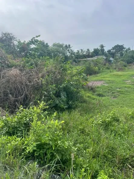 Nhờ A/C môi giới ra phụ, hoa hồng đầy đủ Đất lúa đường đê ấp 1 xã Hướng Thọ Phú - Tân An - Long An (