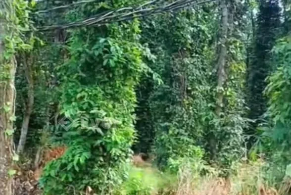 Bàu Lâm XM BRVT. Cần bán gần 3sào tiêu đang thu,sổ riêng 22m mt beton xe hơi.