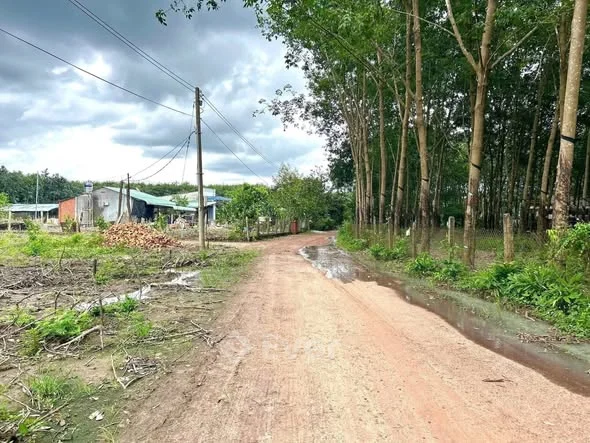 Đất xã Phú Giáo, thành phố Hồ Chí Minh 5x50m2 có thổ cư 100m2 giá chỉ 500tr