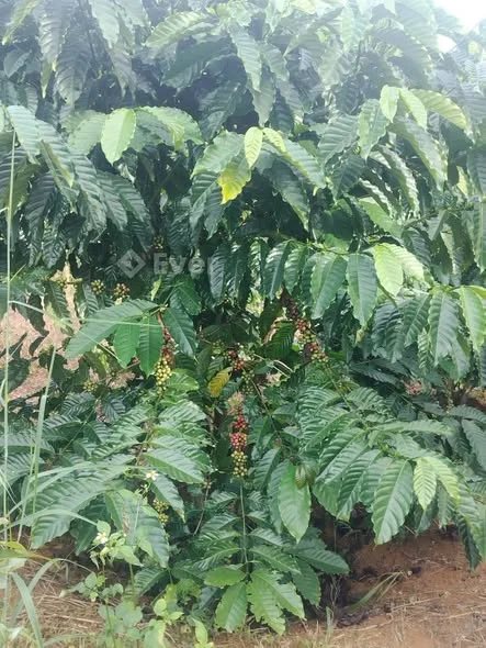 Cần tiền em bán 1.8ha cafe giá chỉ 1.5tỷ.Chất đất đỏ Bazan.Có nhà, suối ôm quanh rẫy