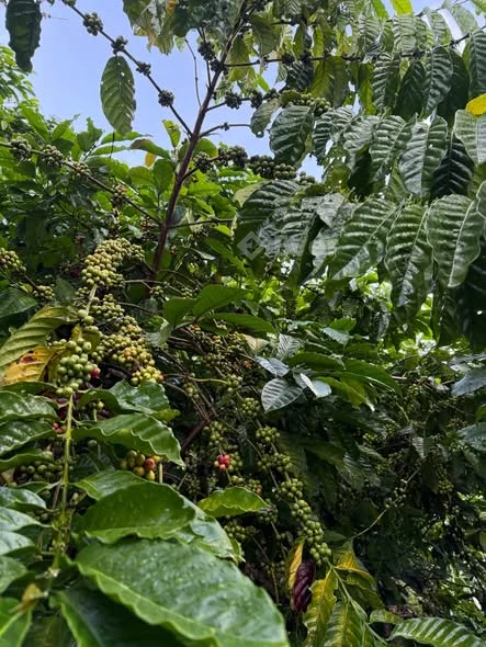 8 sào bám 120 m Mt đường, 120 m mặt suối lớn, quy hoạch thổ cư, đất bằng và triền nhẹ nhàng