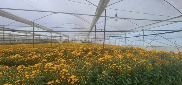 Bán 1000m2 sổ riêng 2,5 tỉ xã Xuân Thọ, Đà Lạt.