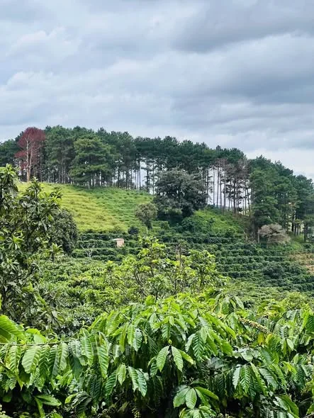 BIỆT THỰ SÂN VƯỜN NGHỈ DƯỠNG – VÙNG VEN ĐÀ LẠT