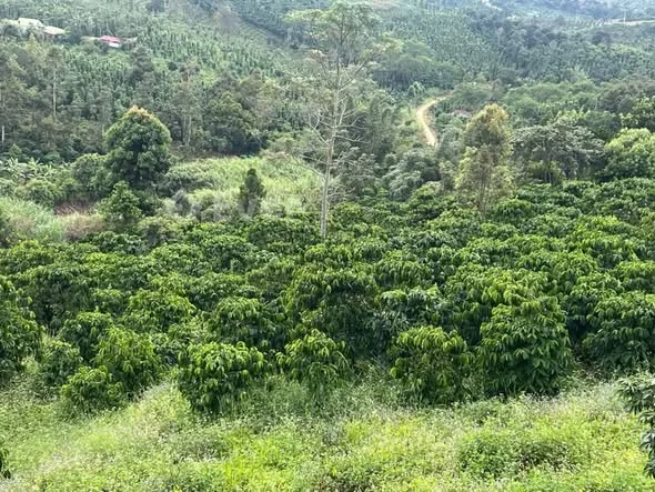 BÁN GẤP 5,1HA _THÔN 8 ĐẮK HA – GIÁ CỰC TỐT CHỈ 5TỶ900TR Đất đỏ bazan màu mỡ – cao ráo – khuất gió T