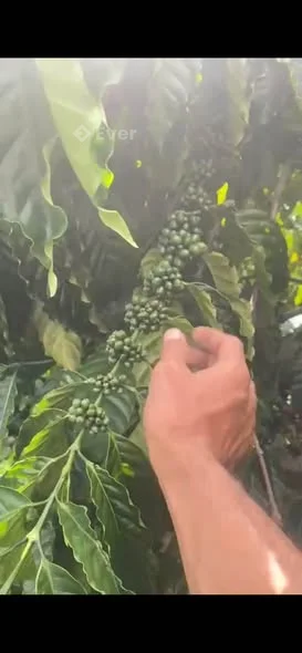 Tổng 6,4 sào cà phê đẹp - xã ninh gia (đức trọng ) lâm đồng ,đất bằng , hồ lớn , bám gần 100m mặt đư