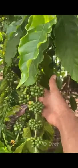 Tổng 6,4 sào cà phê đẹp - xã ninh gia (đức trọng ) lâm đồng ,đất bằng , hồ lớn , bám gần 100m mặt đư