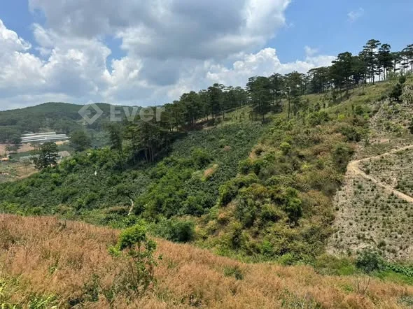Xuân Trường -Phường Xuân Trường - Đà Lạt ( view rừng thông ) Diện tích : 1763m2 Giá: 3 tỷ Tl Sổ ri