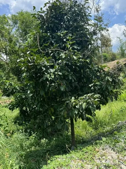 Đạ Huoai - Lâm Đồng: Mua 2,7 tỷ bây giờ BÁN 2 tỷ ***** - Cần ra mảnh đất tại xã Đạ Ploa, Đạ Huoai,