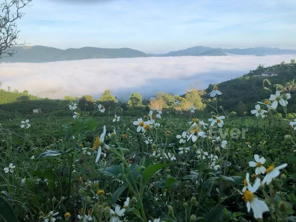 Đất có suối thì ít, mà có suối quanh năm thì càng hiếm! Lộc Thành – Bảo Lâm – Lâm Đồng View săn mâ