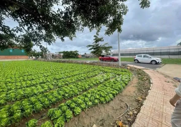 Lô góc 2 mặt tiền sau trường tiều học pre Phú hội . Mặt tiền đường nhựa diện tích 10 x24 full thổ cư