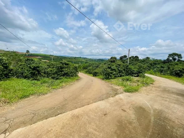 ĐẤT ĐẸP TÂN VĂN – GIÁ CHỈ 550 TRIỆU – SỞ HỮU NGAY LÔ ĐẤT 7x38m Xã Tân Văn – Lâm Hà | Gần QL20 – kế