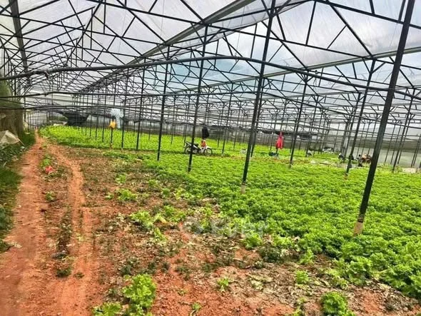 CẦN BÁN ĐẤT VƯỜN HẺM NGUYỄN ĐÌNH THI – PHƯỜNG LANGBIANG, ĐÀ LẠT