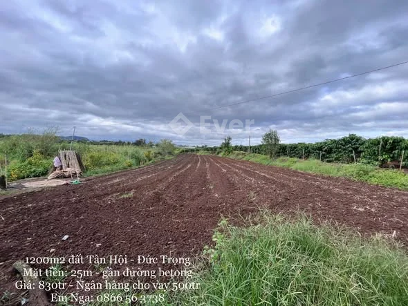 Chính chủ bán gấp 1200m2 đất xào Ba Cản - Tân Hội (xã Đức Trọng) chỉ #830 triệu